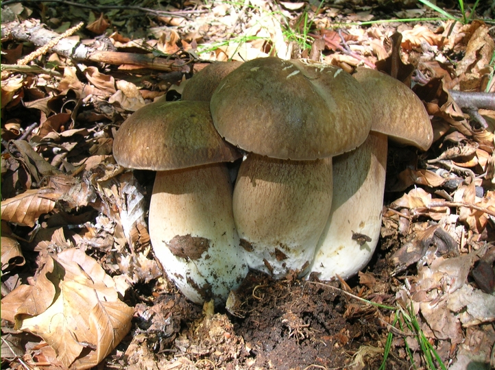 Estatini perfetti