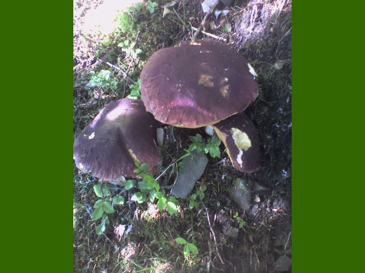 Rosso porpora