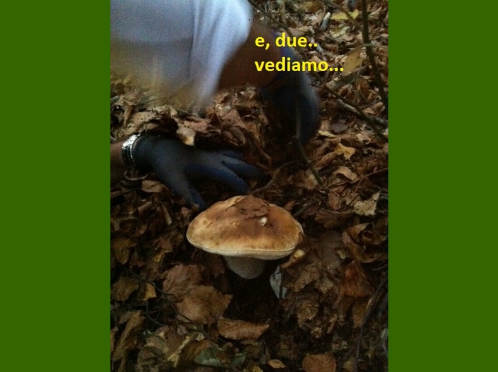 Vediamo un' pò ..