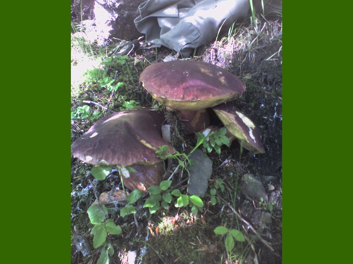 Rosso porpora
