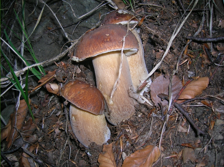 Estatini in gruppo