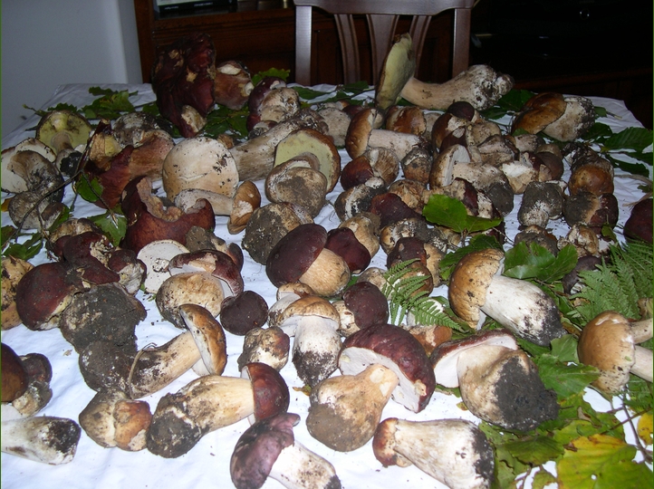 Giovanni : qualche 'cucciolata' dal 2000 ad oggi...