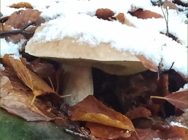 Piero, la neve, i funghi...