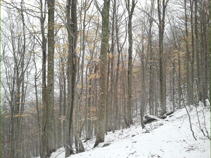 Piero, la neve, i funghi...