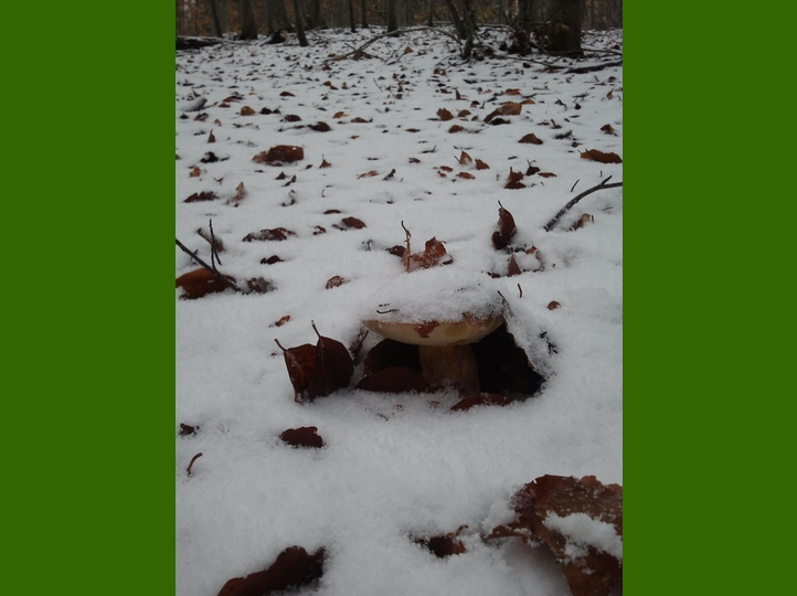 Piero, la neve, i funghi...