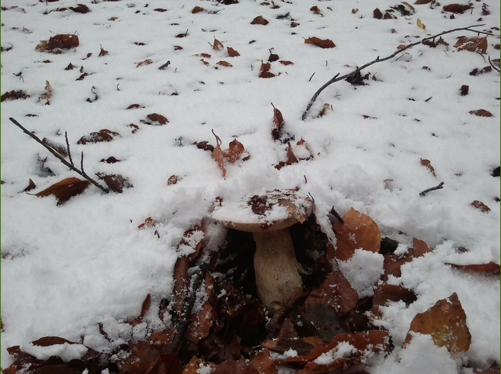 Piero, la neve, i funghi...