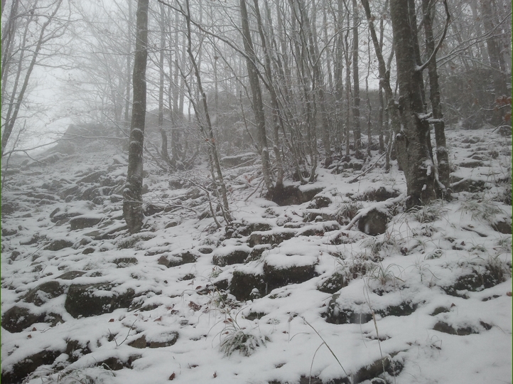 Piero, la neve, i funghi...