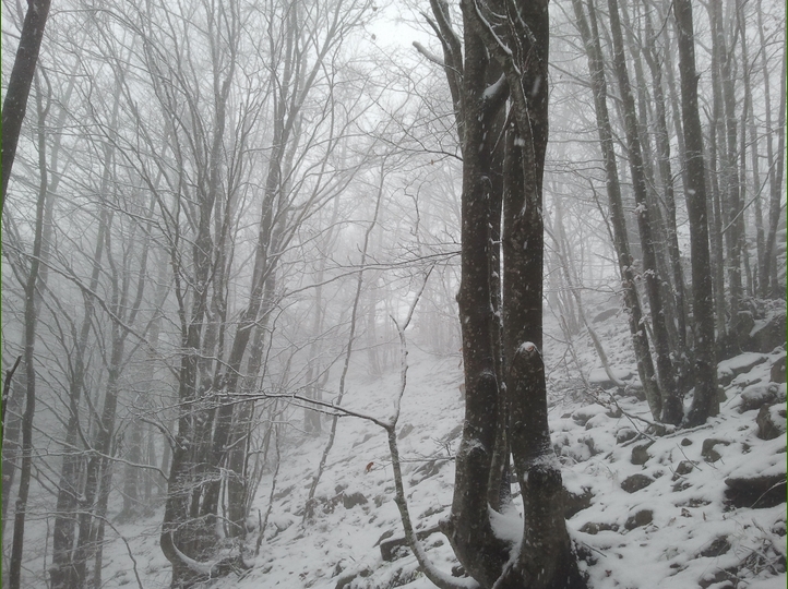 Piero, la neve, i funghi...