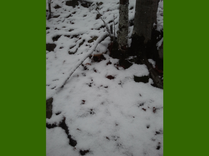 Piero, la neve, i funghi...