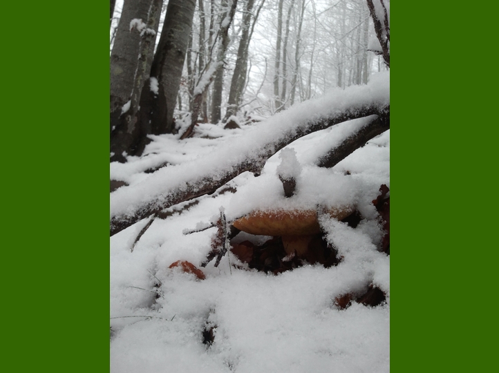 Piero, la neve, i funghi...