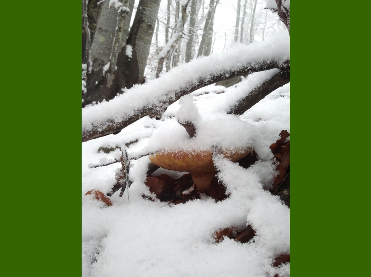 Piero, la neve, i funghi...