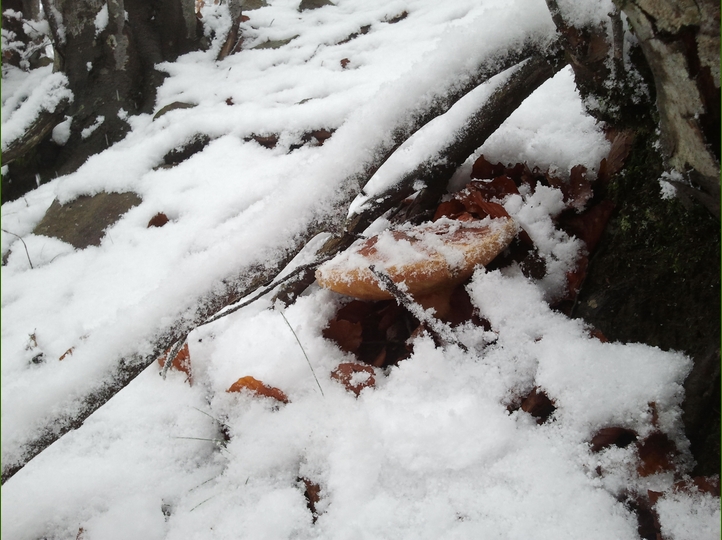 Piero, la neve, i funghi...