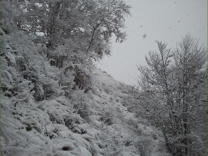 Piero, la neve, i funghi...