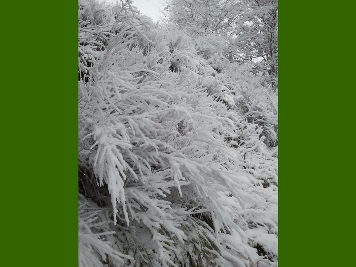 Piero, la neve, i funghi...