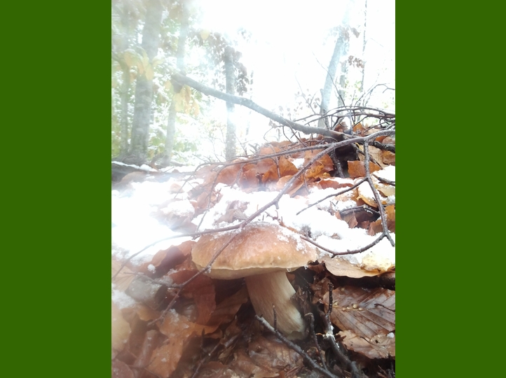Piero, la neve, i funghi...