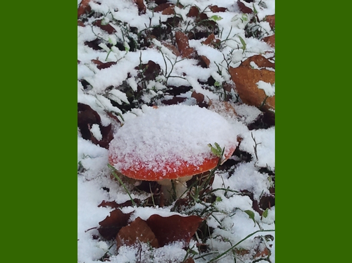 Piero, la neve, i funghi...