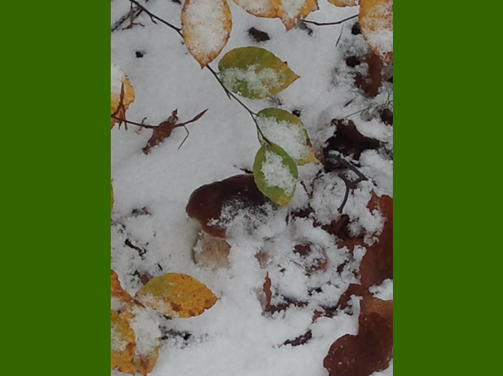 Piero, la neve, i funghi...
