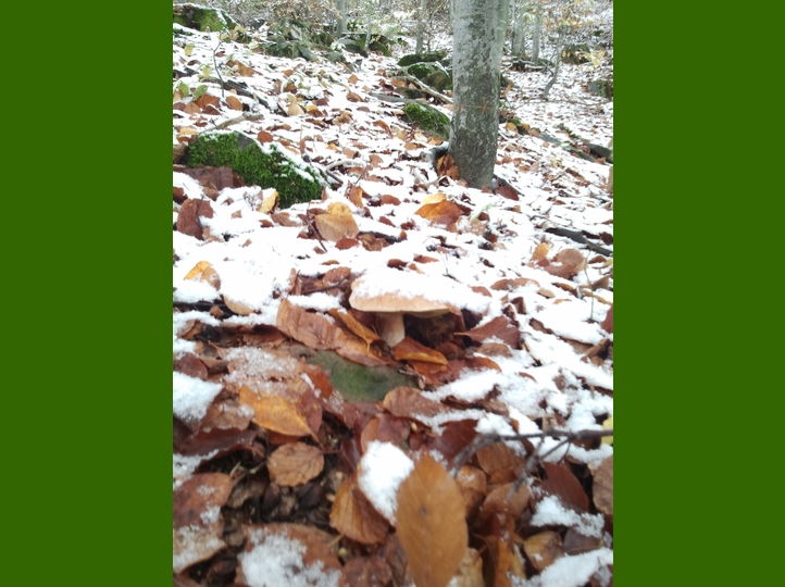 Piero, la neve, i funghi...