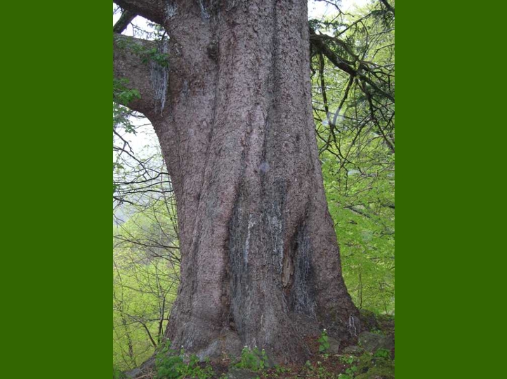 Tanabetti l'enorme abete rosso