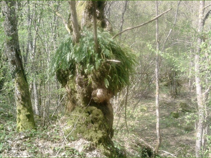 Castagno molto, molto, particolare